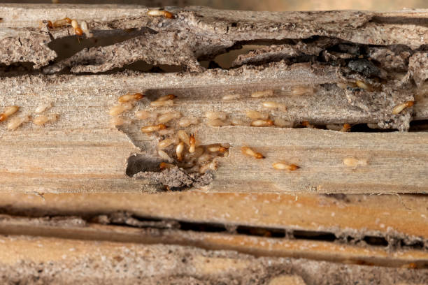 Trusted Eau Claire, WI Pest Control Experts