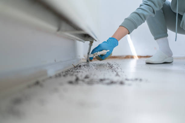 Best Spider Control Near Me  in Eau Claire, WI